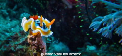 nudi on top by Marc Van Den Broeck 